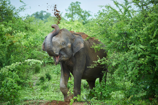 Portrait of Indian elephant throwing soil on his back, Udawalawe National Park, Sri Lanka