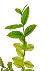 Green leaves on a white background.Pud Pichaya is a plant in the genus Mok. From Sri Lanka.Wrigthia antidysenterica. 