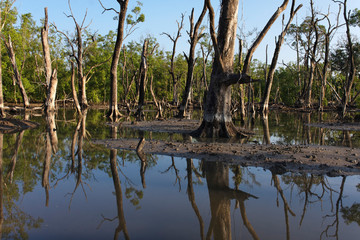 forest destroyed by tsunami