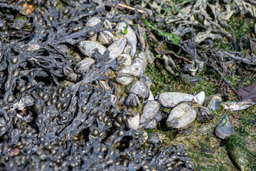 Coastal mussels and seaweed growing around discarded rope