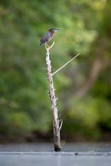 Green Heron perched on a dead snag in a calm lake with a green tree background.