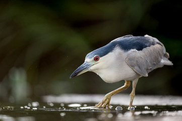 A Black-crowned Night Heron stalks the shallow water in search of food in soft light with its bright red eye standing out.