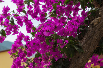 Lilac flowers bougainvillea, natural background