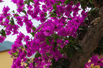 Obraz premium Lilac flowers bougainvillea, natural background