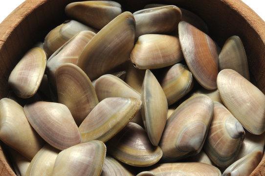 Donax trunculus ft8107_1273 Telline Wedge clam