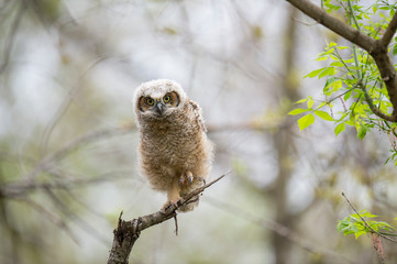 A Great-horned Owlet perched in a tree looks right ahead with big yellow eyes in soft overcast light.