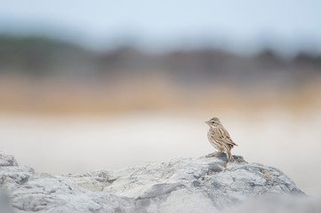 A Savannah Sparrow perched on a light white rock with a smooth light brown background in soft overcast light.