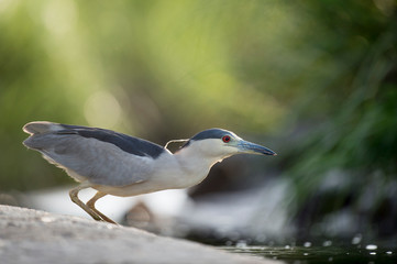 A Black-crowned Night Heron stalks in the bright green marsh grasses in soft light.
