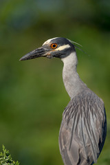 A close-up of a Yellow-crowned Night Heron with a smooth green background.