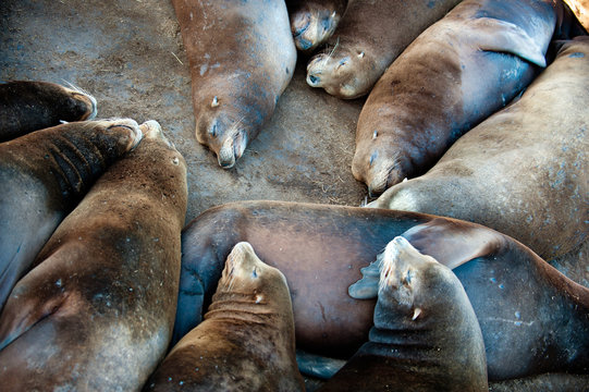 Sea Lions