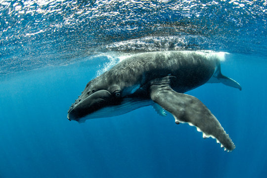 A one month old humpback whale swimming underwater