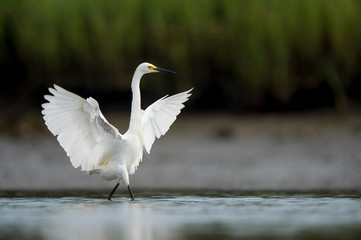 A white Snowy Egret feeds in the shallow water in a marsh with a green grass background in soft...