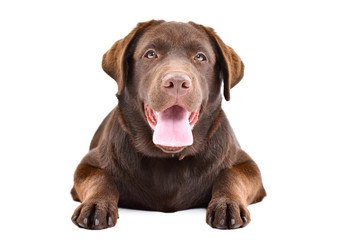 Cute Labrador puppy lying  isolated on a white background