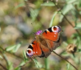 Peacock Butterfly Isolated on a Thistle Flower - Aglais Io