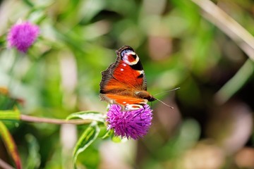 Peacock Butterfly Isolated on a Thistle Flower - Aglais Io
