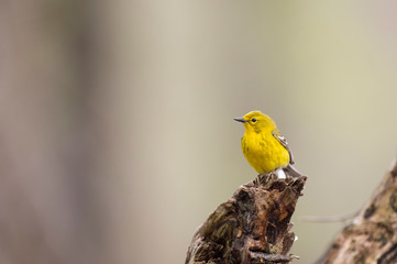 A bright yellow Pine Warbler perched on a stump of wood with a smooth brown background.