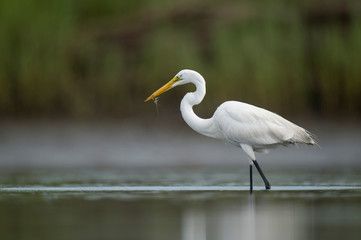 A Great Egret holds a tiny grass shrimp in its bill while standing in shallow water.