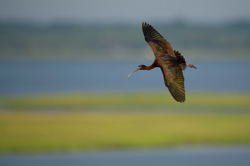 A Glossy Ibis flies in front of a smooth green background of marsh grasses in the early morning sunlight.