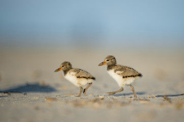 A pair of cute American Oystercatcher chicks run on the sandy beach in the bright sun.