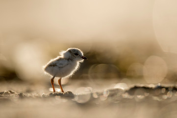 A cute Piping Plover chick glows in the bright sun on a sandy beach.