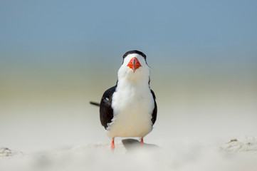 A Black Skimmer viewed head-on standing on a sandy beach with a smooth green and blue background in bright sun.
