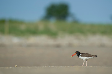 American Oystercatcher stands on a sandy beach with food in its beak on a bright sunny day.