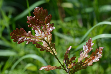 Branch with oak leaves on natural green background.