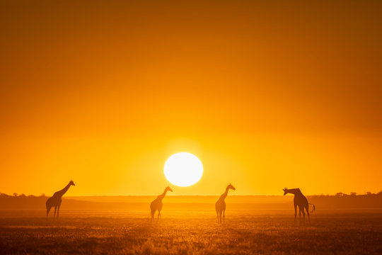 Africa, Namibia, Etosha National Park, Giraffes at sunset, Giraffa camelopardalis