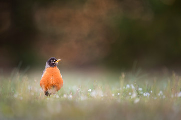 An American Robin stands up tall in low grass in soft sunny light with a smooth foreground and background.