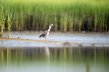 A juvenile Yellow-crowned Night Heron wades in shallow water with a reflection and green marsh grass in the background.