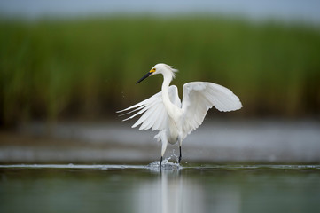 A white Snowy Egret feeds in the shallow water in a marsh with a green grass background in soft overcast light.