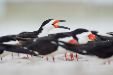 Single Black Skimmer calls out loudly in a flock of other birds.