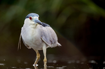 A Black-crowned Night Heron stalks the shallow water in search of food in soft light with its bright red eye standing out.