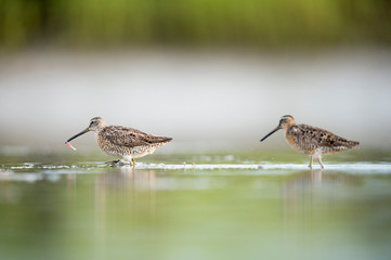 A Short-billed Dowticher tries to get away from another with its food.