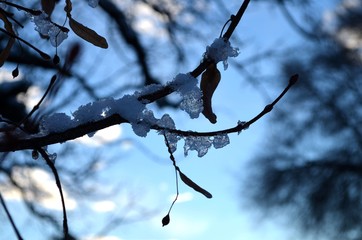 Frozen Branches