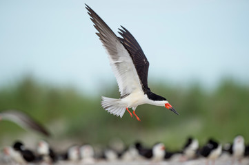 A Black Skimmer flies over the colony of many birds on a beach in soft overcast light.