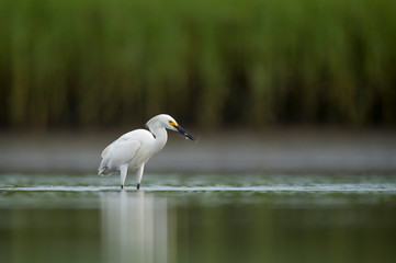 A white Snowy Egret feeds in the shallow water in a marsh with a green grass background in soft overcast light.