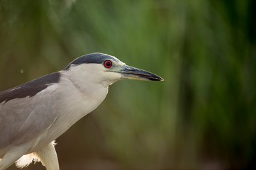 A Black-crowned Night Heron stalks in the bright green marsh grasses in soft light.