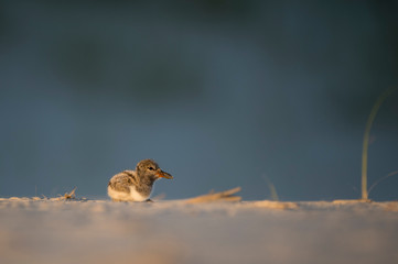 American Oystercatcher Chick on a sandy beach in the golden evening sunlight with a darker...