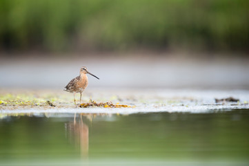 A Short-billed Dowitcher works the shallow water and mud searching for food in the soft overcast light.