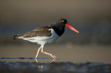 American Oystercatcher walks in shallow water in the bright sun with smooth brown background.