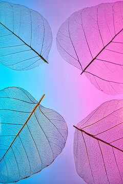 Delicate clear leaves with a natural pattern of skeleton on a duotone background, place for text. Close-up view. Top view.