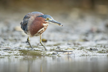 A Green Heron stalks food in the mud along the water's edge in soft overcast light with a small fish in its beak.