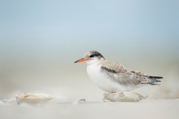 A juvenile Common Tern stands on the sandy beach in soft overcast light with a smooth background.