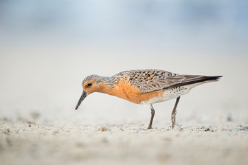 A Red Knot in breeding plumage stands on a light sandy beach searching for food in soft light.