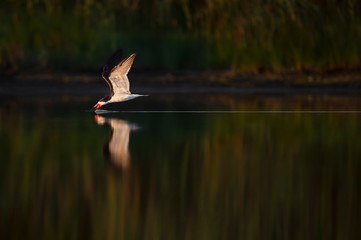 A Black Skimmer flies over the calm water with its beak skimming the surface with a streak behind it.