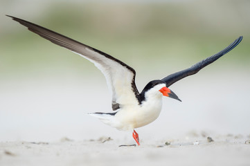 Black Skimmer with wings in the air landing on a sandy beach.