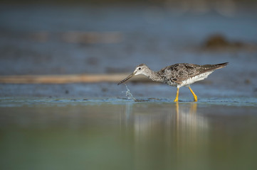 A Greater Yellowlegs wades in the shallow water with a muddy background.