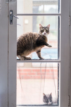 cat at back door