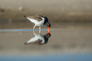 An American Oystercatcher feeds in the shallow water with a clear reflection in sunny light.